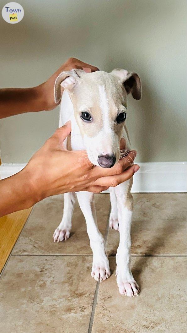 Photo of Purebred Italian Greyhound Puppy