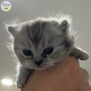 Photo of Adorable Kittens - 1