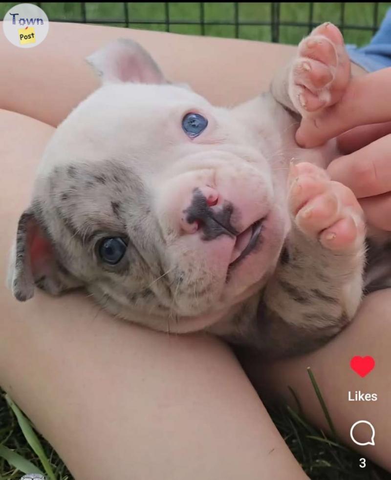 Photo of Beautiful quality male pocket merle bully 