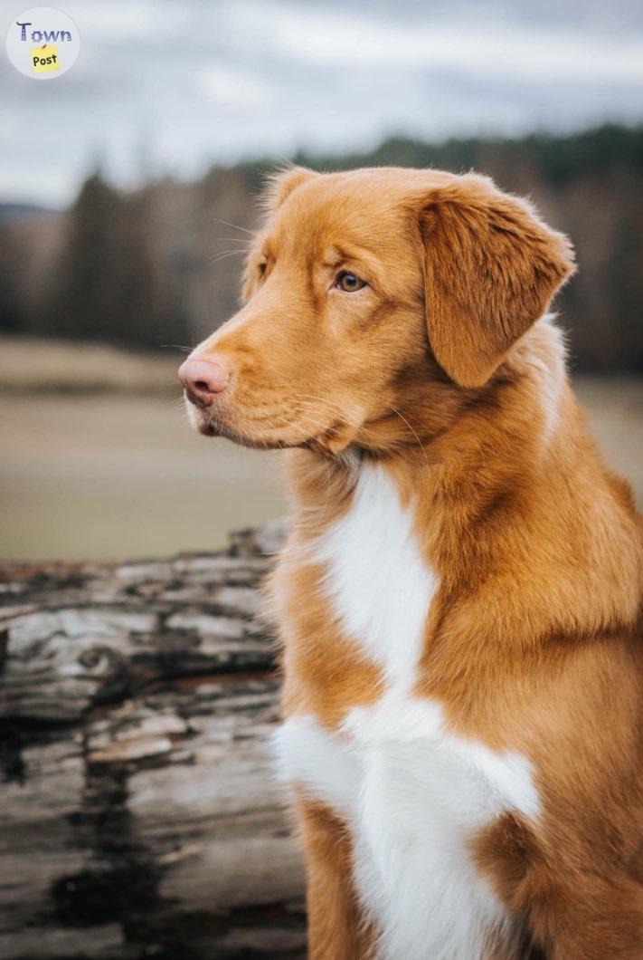 Photo of Ckc Regd Duck Tollers