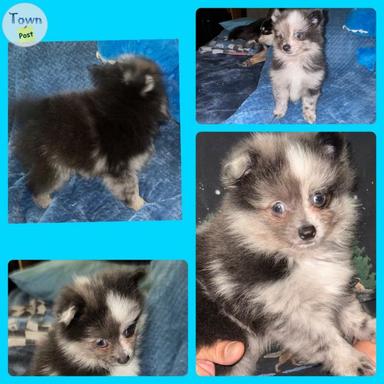 Photo of 2 Small Pomsky Puppies  - 1