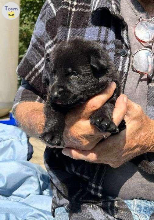 Photo of Black German Shepherd puppies!