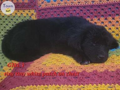 Photo of 9 week old Newfoundlander puppies - 2