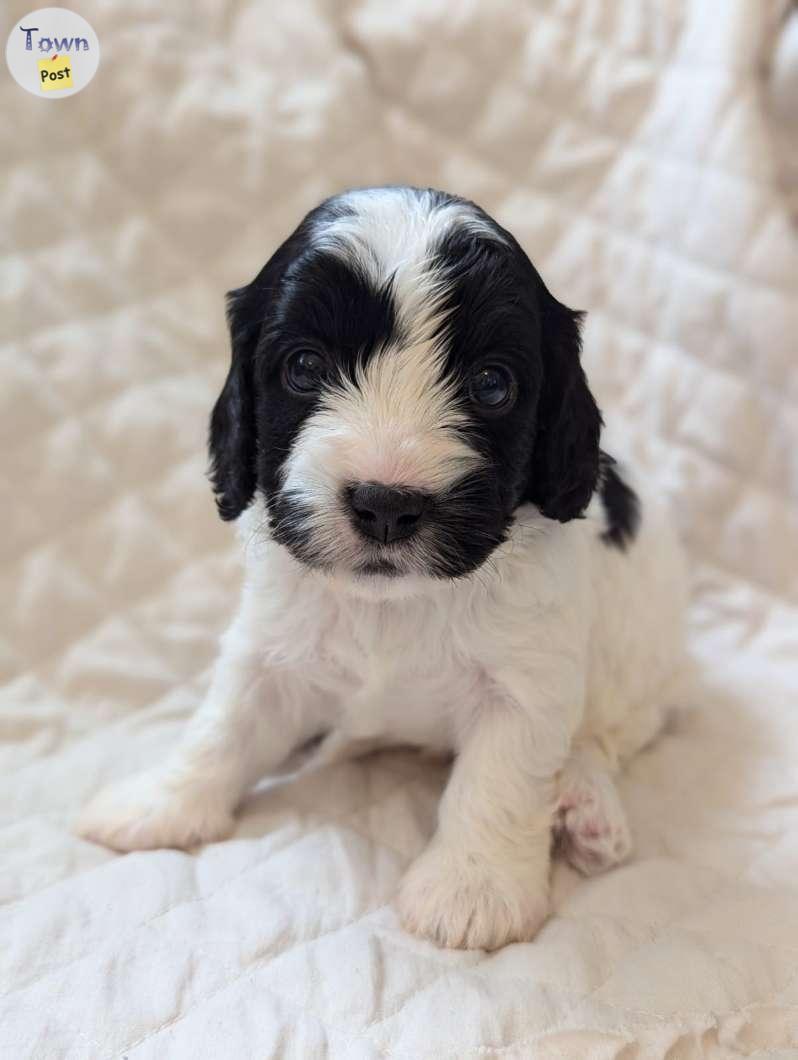 Photo of Cavapoo Puppies