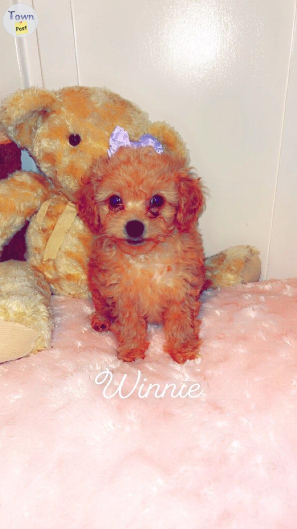 Photo of Toy poodle puppies 