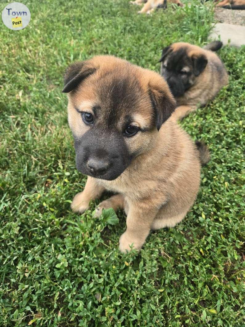 Photo of Two Female Pups