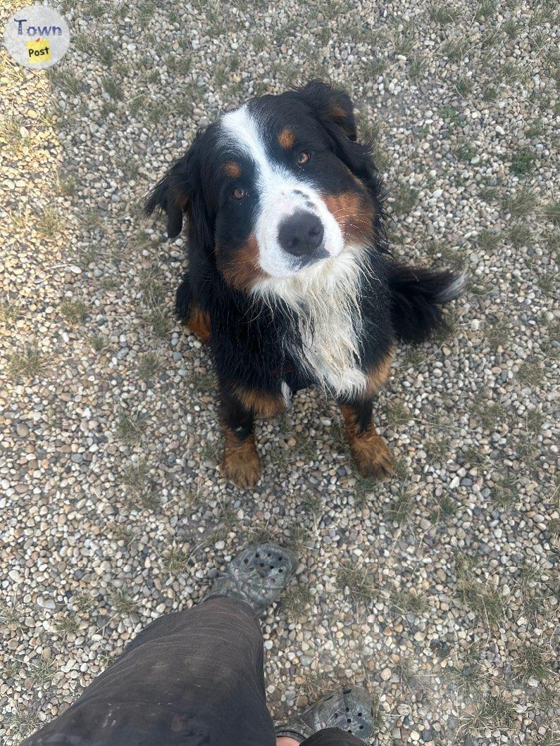 Photo of Bernese mountain dog