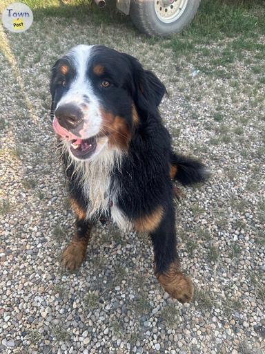 Photo of Bernese mountain dog - 2