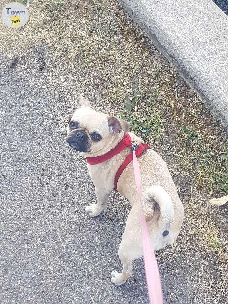 Photo of Pug Chiguagua is looking for a lover