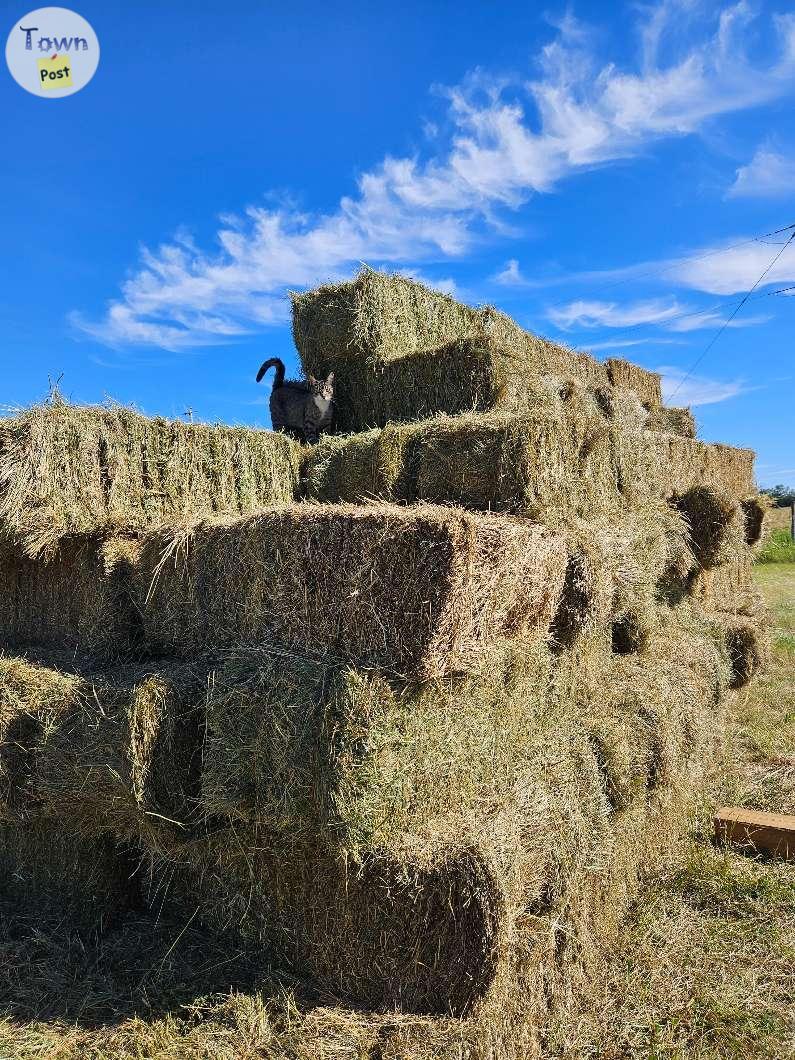 Photo of Square hay bales for sale