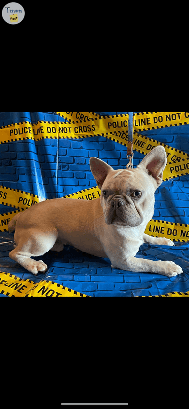 Photo of French Bulldog Males Purebred - 2