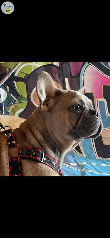 Photo of French Bulldog Male - 2