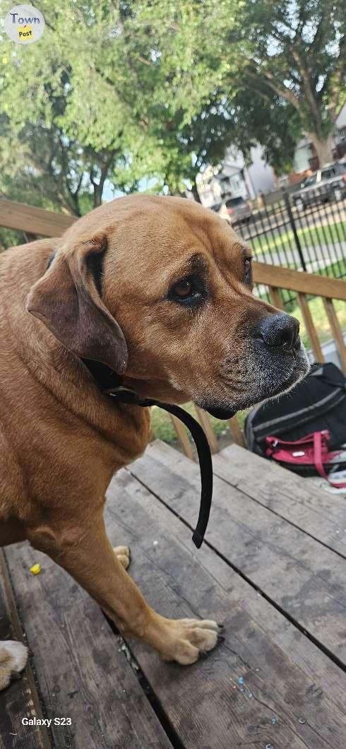 Photo of Boxer mastiff