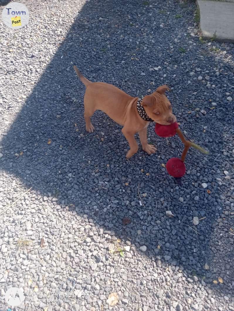 Photo of Red nose male green eye pup.