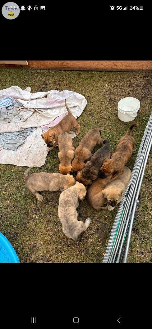 Photo of King sheppard mix/English Mastiff puppies need a forever home!