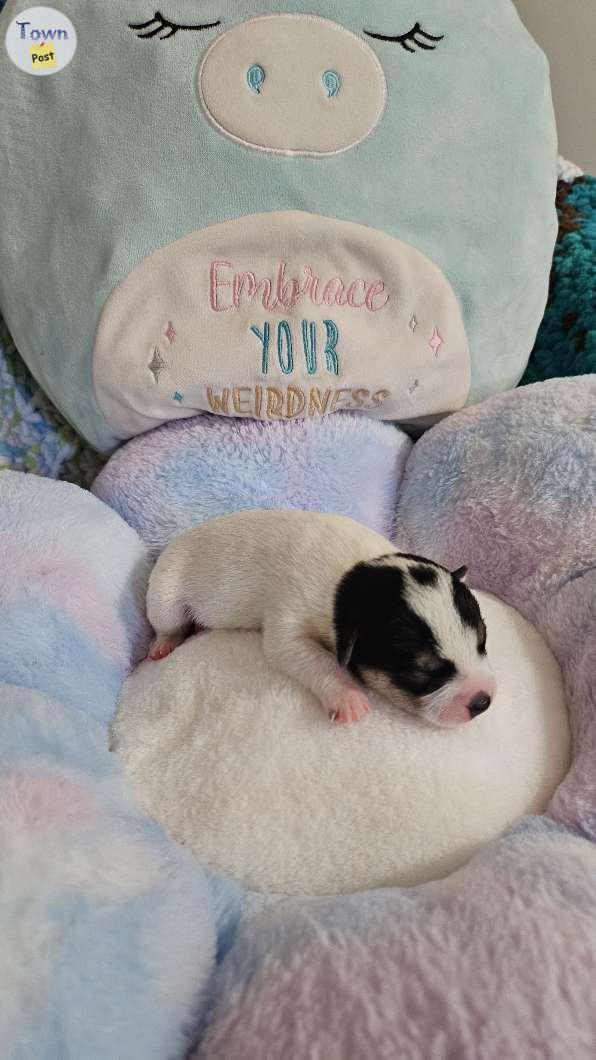 Photo of Male chihuahua puppies 