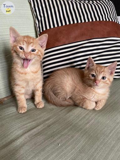 Photo of Kittens- FREE to good home  - 1