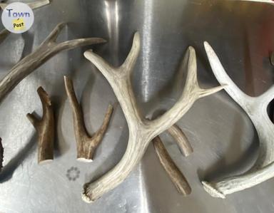 Photo of Antler Dog Chews  - 2