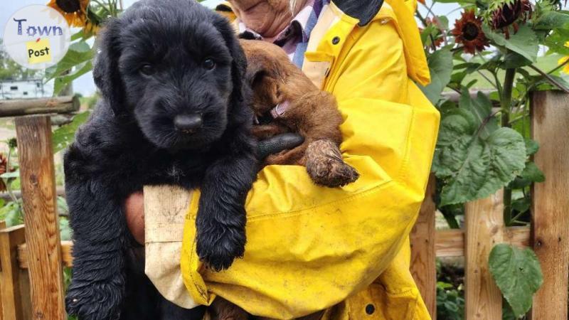 Photo of CKC registered French Briard Puppies 