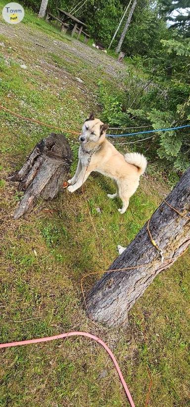 Photo of 3 year old siberian husky x American Akita  - 2