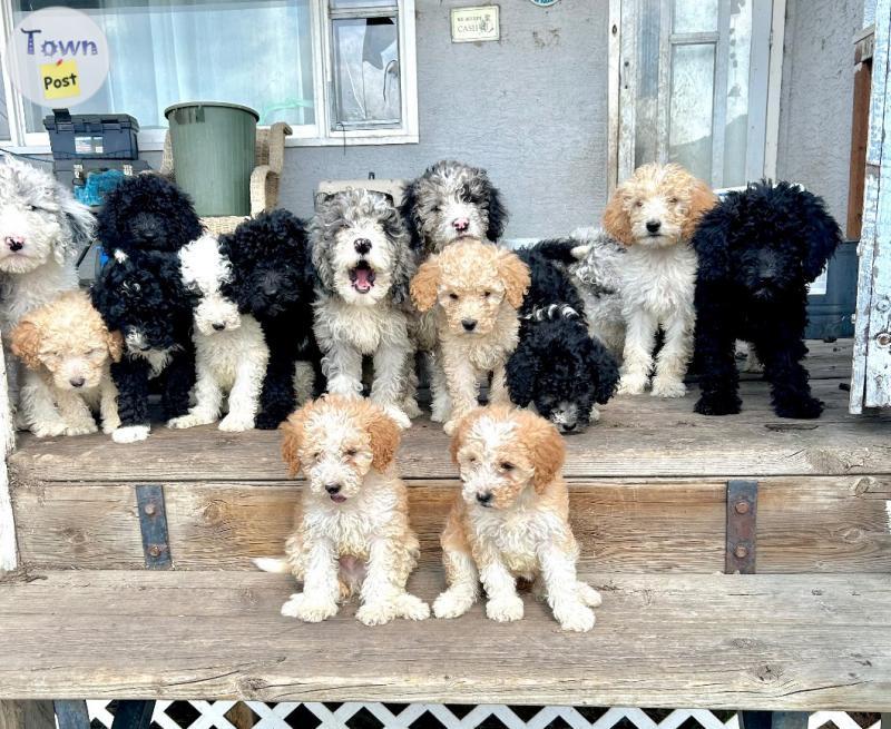 Photo of Non shedding Springer Doodles