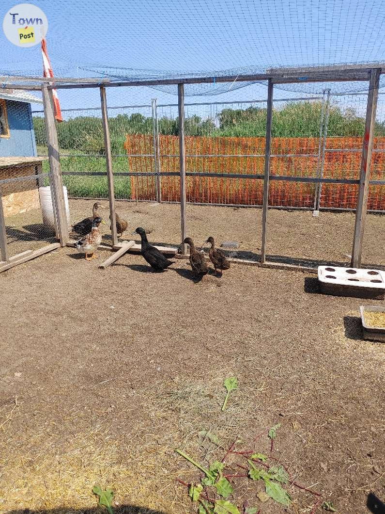 Photo of Hybrid Rohan ducks 