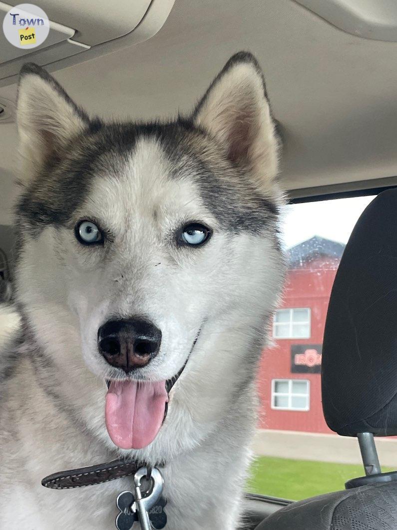 Photo of Siberian Husky 