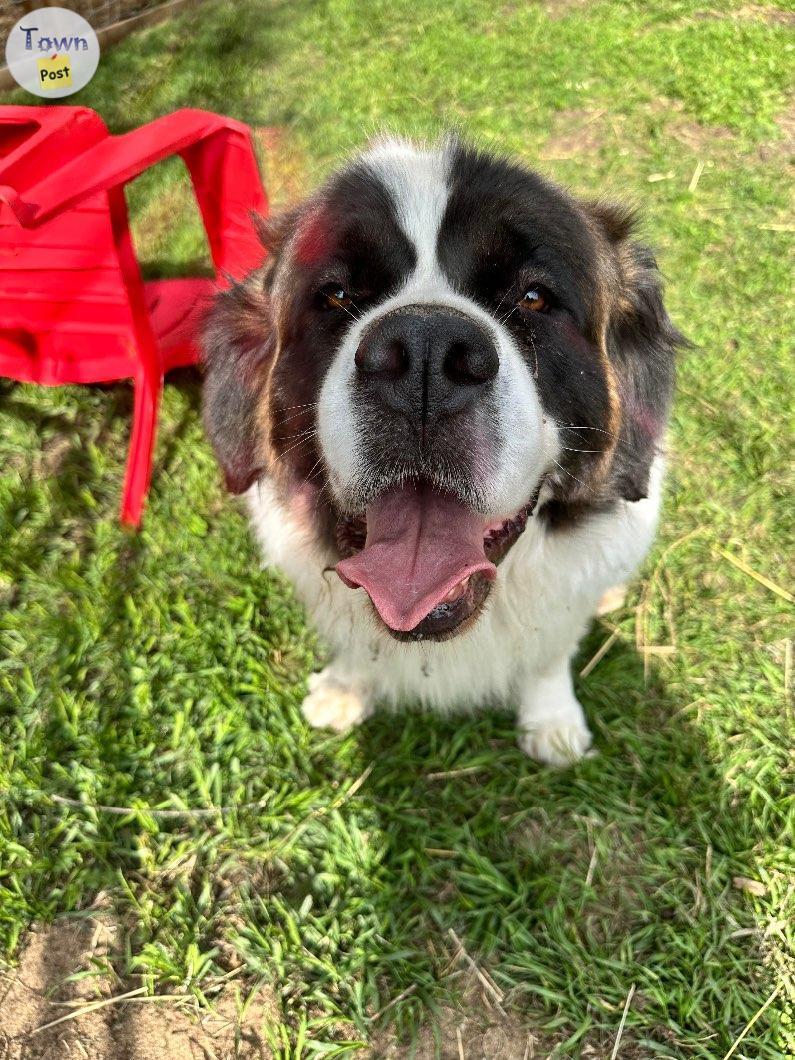 Photo of 4 yr old Saint Bernard 