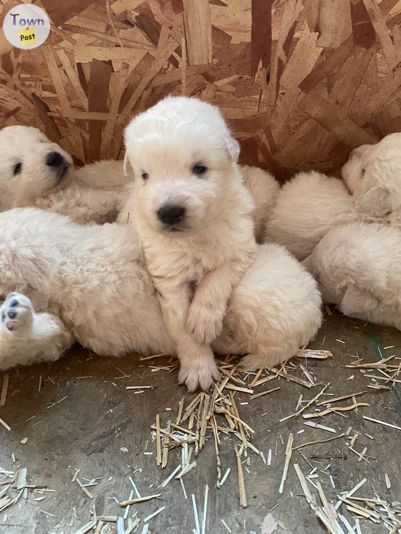 Photo of Purebred Maremma puppies 