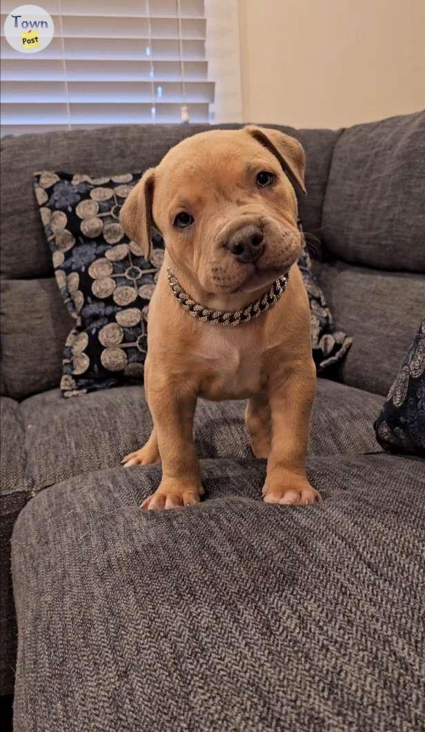 Photo of Male american bully pup