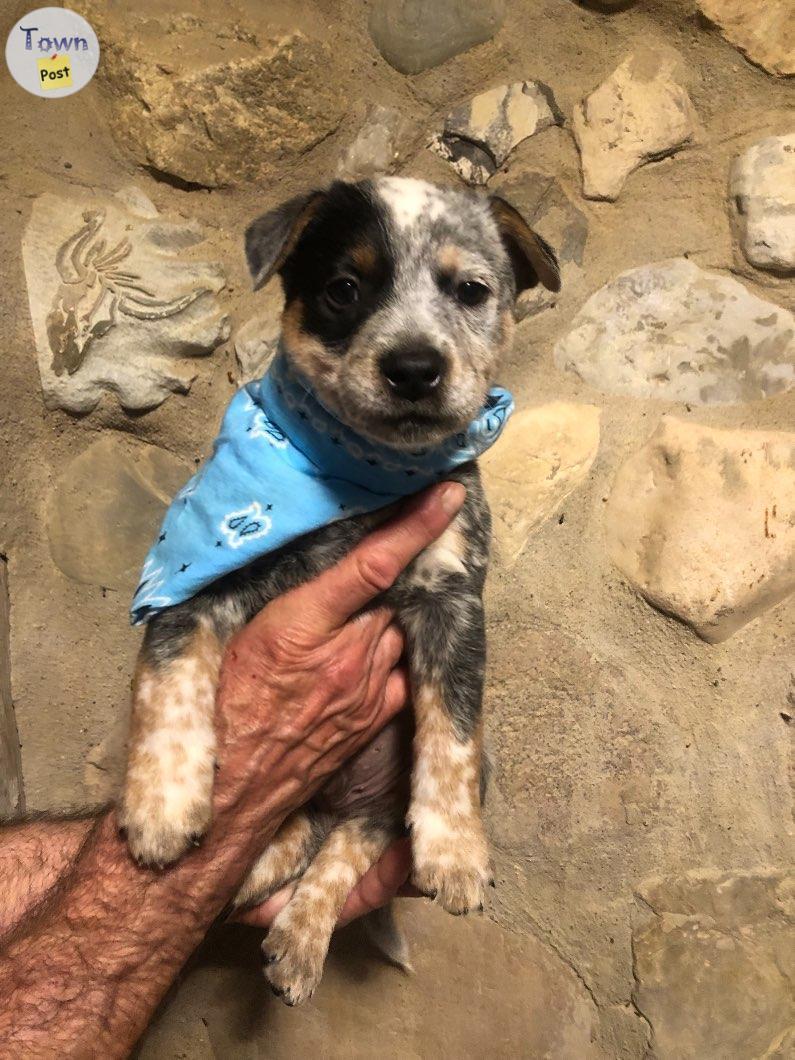 Photo of Blue Heeler (Australian Cattle Dog) Puppies 