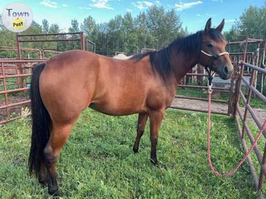 Photo of 2022 Appaloosa Filly  - 1