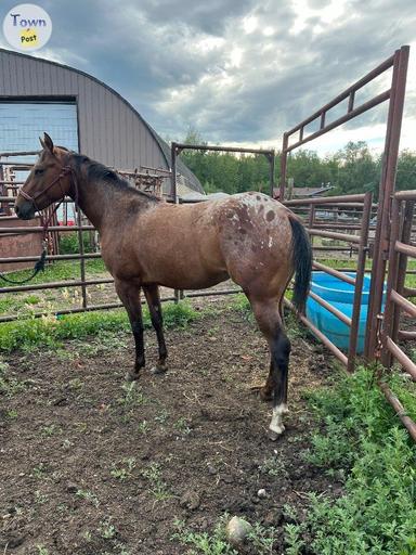 Photo of 2022 Snowcap Appaloosa Filly  - 2