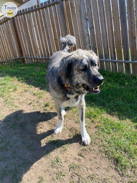 Photo of 3 year old Anatolian shepherd mix dog