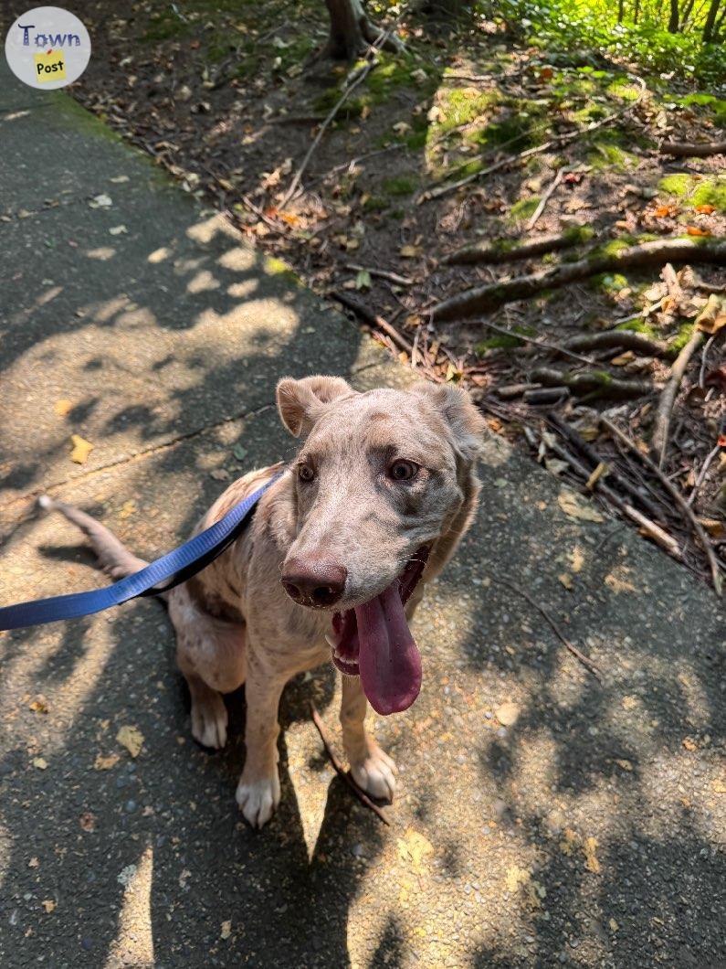 Photo of Australian shepherd/lab mix