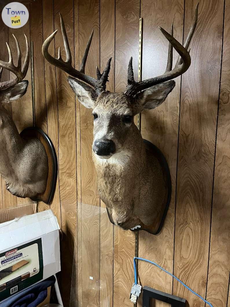 Photo of 3 Deer Mounts 