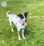 Photo of Rehoming Australian Shepherd/Blue Heeler cross 