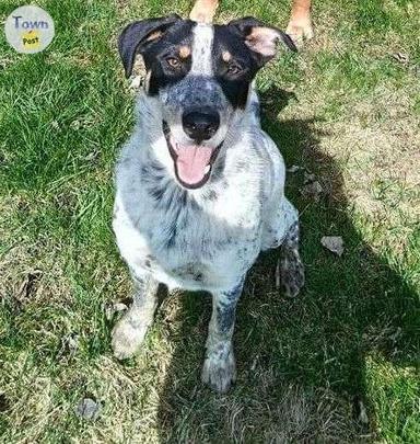 Photo of Rehoming Australian Shepherd/Blue Heeler cross  - 2