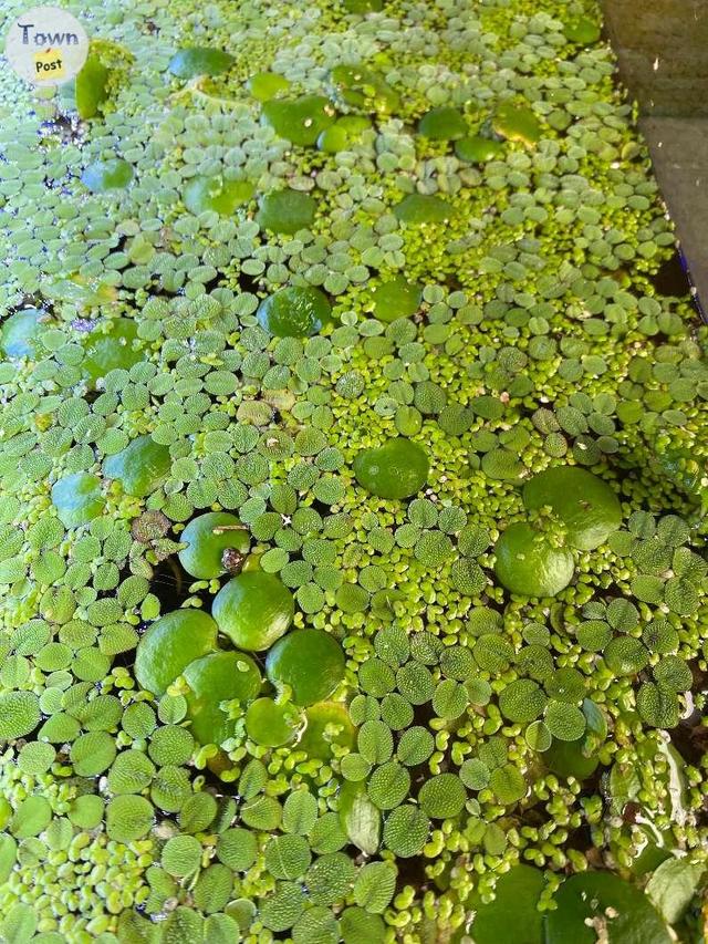 Photo of Floating Aquarium or Pond Plants - Frogbit Salvinia and Duckweed