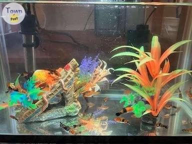 Photo of Juvenile Sanke Swordtails - 2