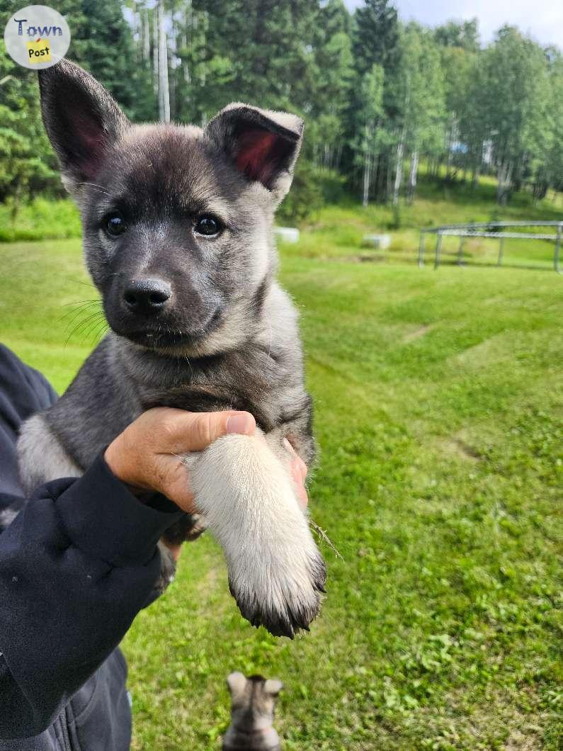 Photo of Norwegian elkhound puppies 