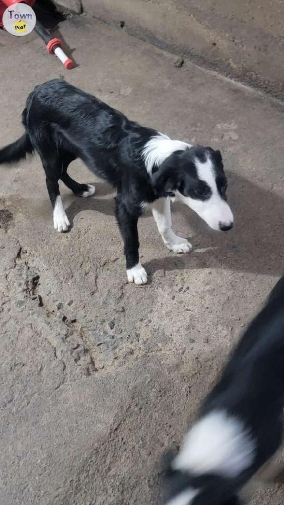 Photo of Border coulee puppies 