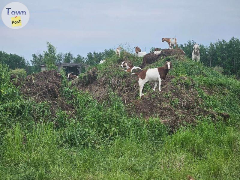 Photo of Goats, Sheep and Chickens for sale. 