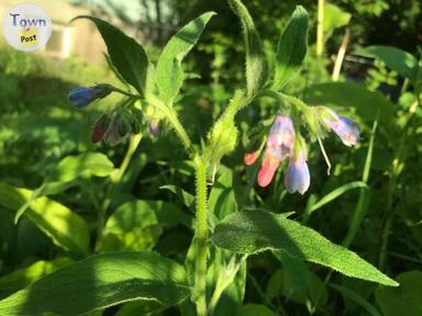 Photo of Comfrey Healing Oils and Salves - 2