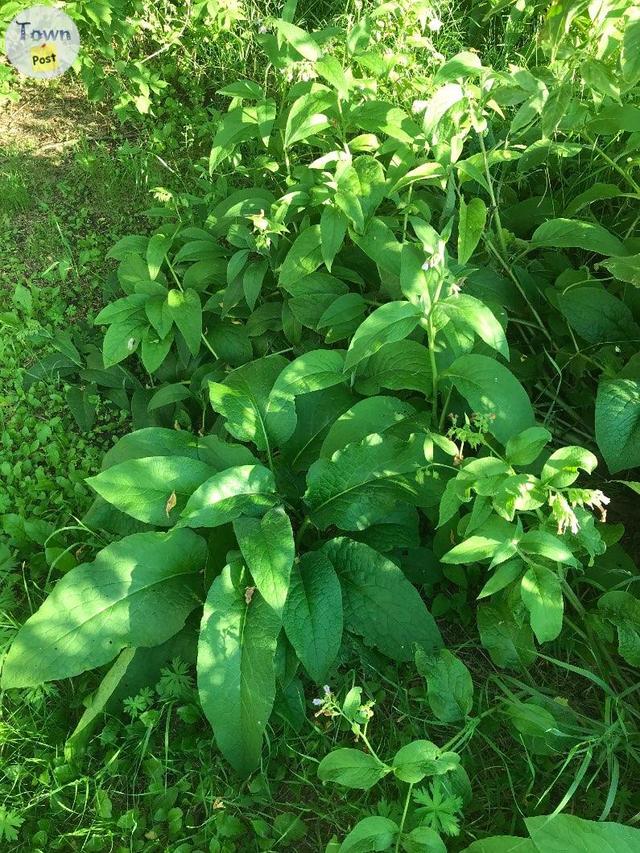 Photo of Comfrey Healing Oils and Salves