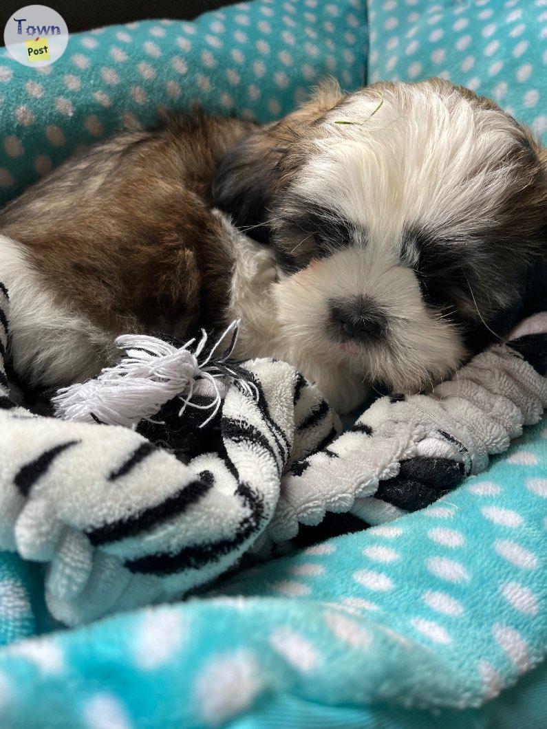 Photo of Shih-Tzu puppies