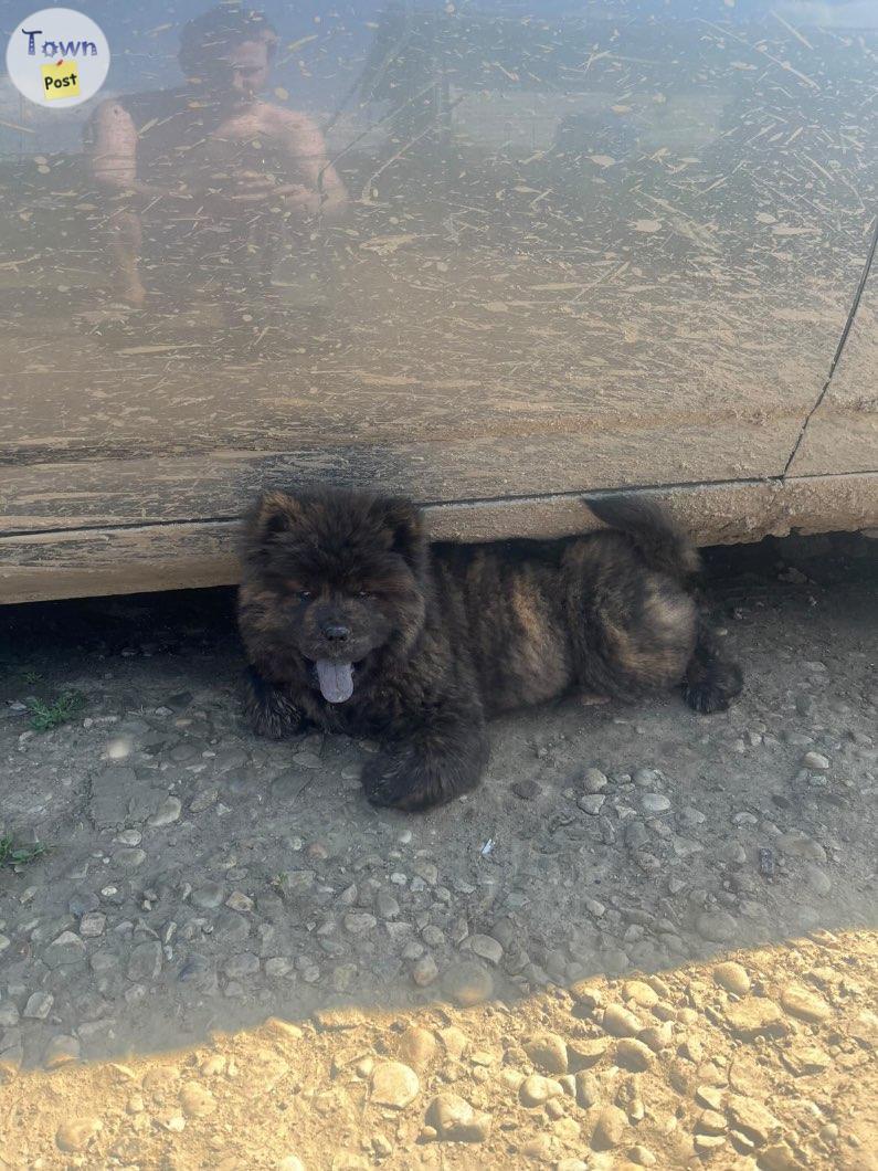 Photo of Chow Chow Puppies need gone asap 