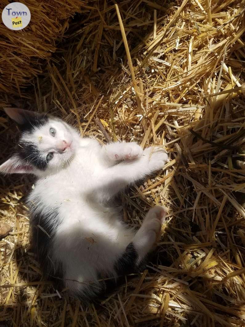 Photo of Kitten for sale, last one 