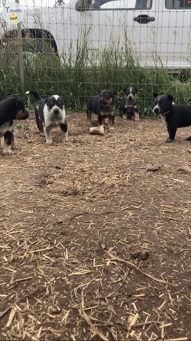 Photo of Blue heeler/ kelpie puppies - 2