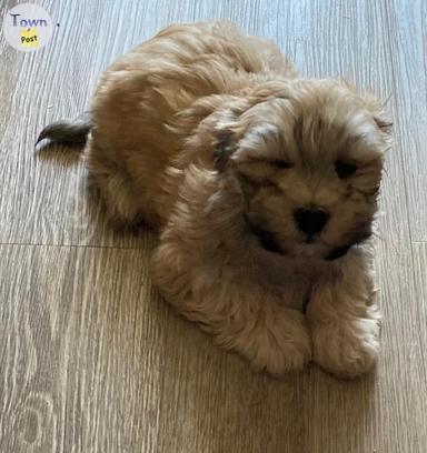 Photo of Havanese male puppies - 2